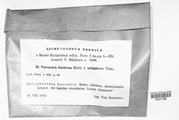 Image of Verrucaria latebrosa